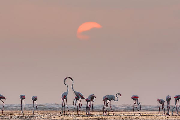 Flamingo at Chhari Dhandh Wetland Conservation Reserve