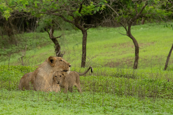 Lioness & Cube at Sasan Gir National Park
