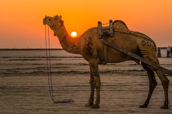 Camel in White Rann of Kutch