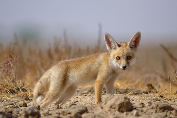 Kutch Desert Fox
